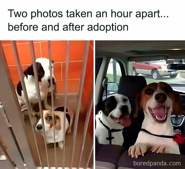 Two adorable animals before and after adoption, showing their transformation from sad shelter dogs to happy companions.