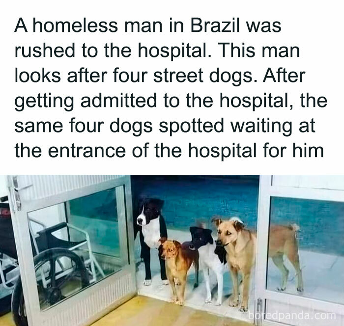 Four adorable animals standing together outside a hospital entrance, showcasing the bond between street dogs and their caretaker.