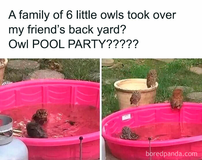 Six adorable owls gathered around and inside a pink kiddie pool in a backyard bringing instant smiles.