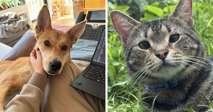 50 Adopted Pets Who Found Pure Joy In Their New Homes (May Edition)