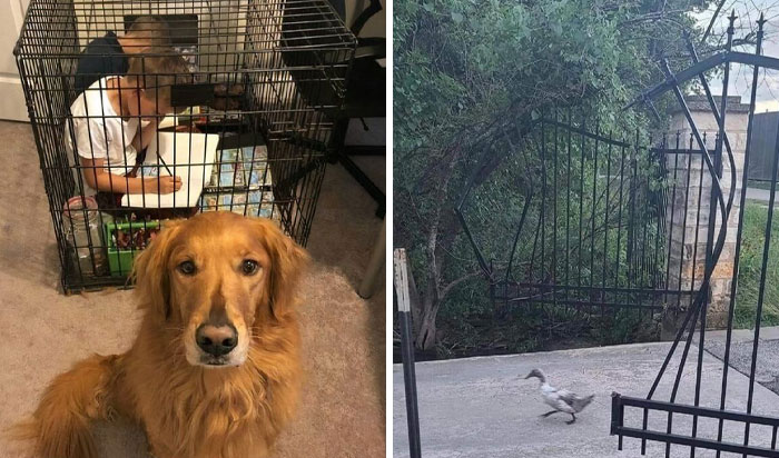 50 Hilarious Moments Of Pets Being All Drama, No Solutions (New Pics)