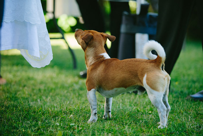 Small brown and white dog standing on grass in a park, alert and looking towards people nearby.