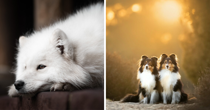 I’m A Dutch Dog Photographer, And These 37 Portraits Celebrate Canine Beauty