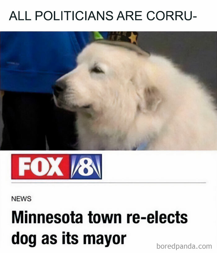 Funny and wholesome dog meme showing a fluffy dog elected as mayor in a Minnesota town, highlighting heartwarming moments.