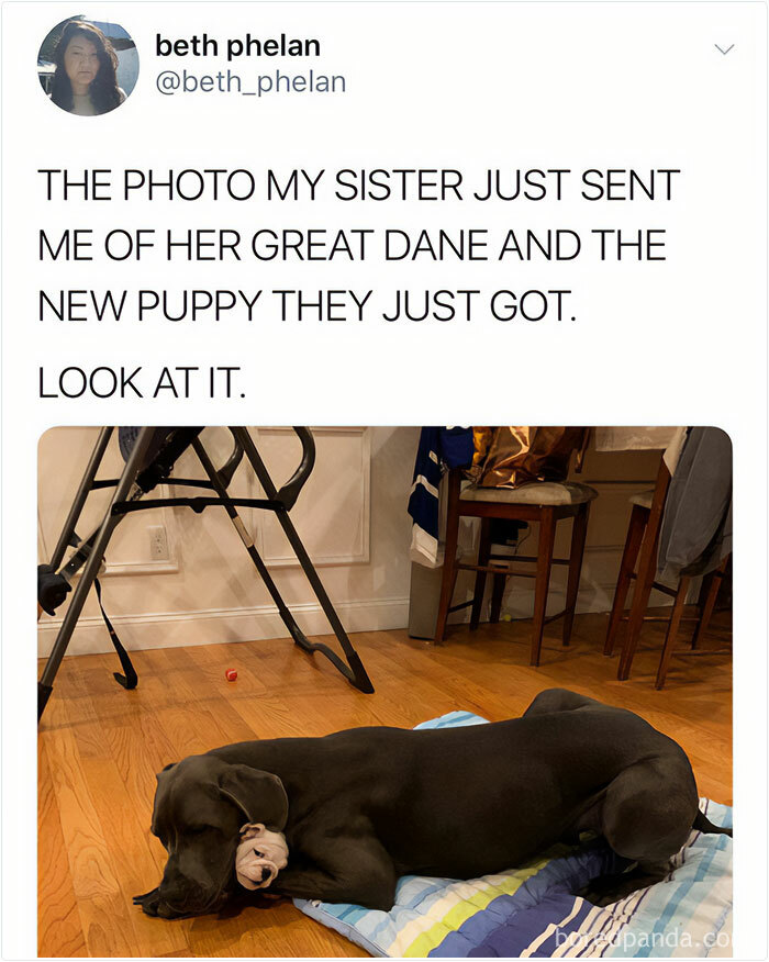 Great Dane and new puppy lying together on a bed indoors, showcasing funny and wholesome dog moments.