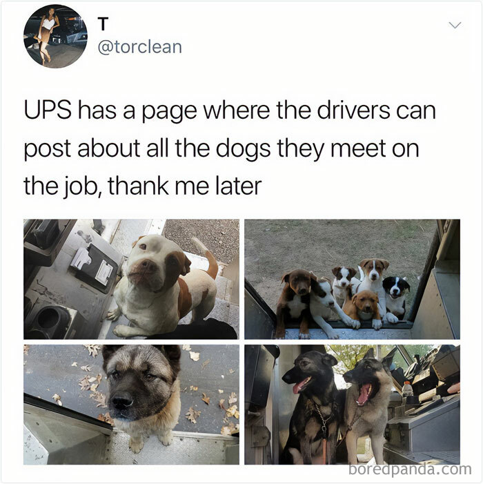 Tweet about UPS drivers sharing photos of dogs they meet on the job, accompanied by funny and wholesome dog memes.