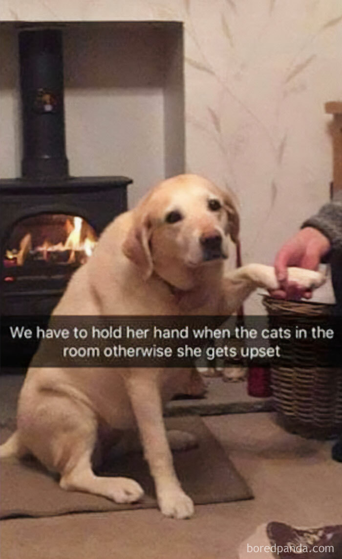 A golden retriever being comforted by a person holding its paw, showcasing funny and wholesome dog memes.