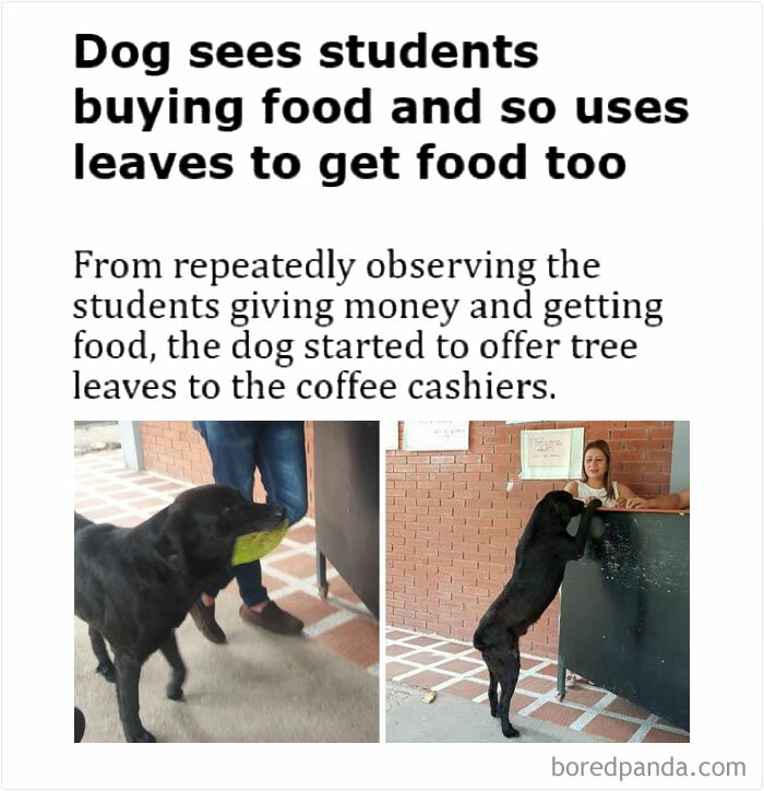 Dog using tree leaves to get food from coffee cashiers, showcasing funny and wholesome dog memes charm.