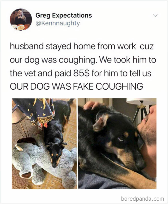 Funny and wholesome dog meme showing a dog fake coughing to get attention from its owner.