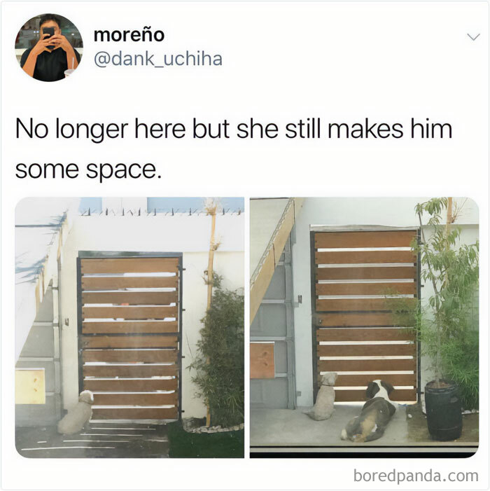 Two dogs sitting beside a wooden gate, capturing a funny and wholesome dog moment that might melt your heart.