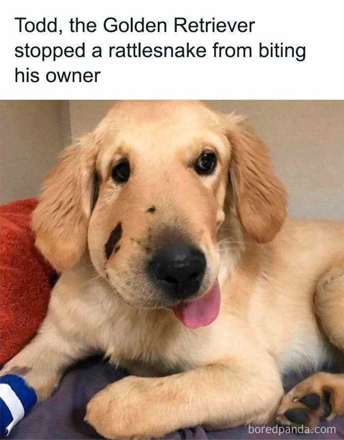 Golden Retriever dog with a cheeky expression and tongue out, featured in funny and wholesome dog memes.