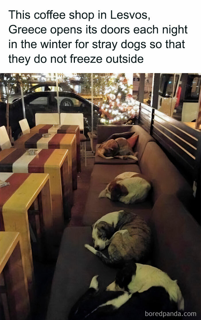 Stray dogs sleeping inside a coffee shop in Greece, showing funny and wholesome dog moments that melt hearts.