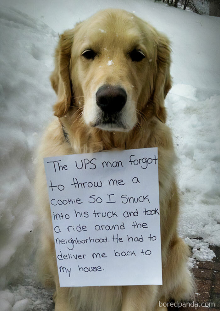 Golden retriever in snow holding a sign, one of the funny and wholesome dog memes showing a mischievous adventure story.