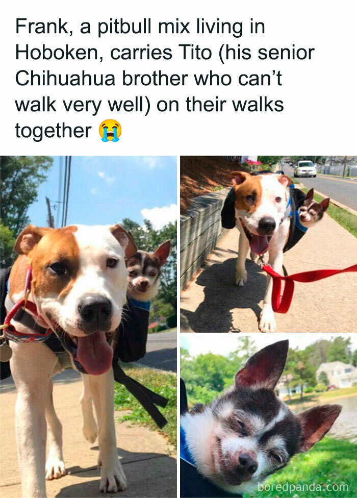Pitbull mix carrying senior Chihuahua on walks, showcasing funny and wholesome dog moments that melt hearts.