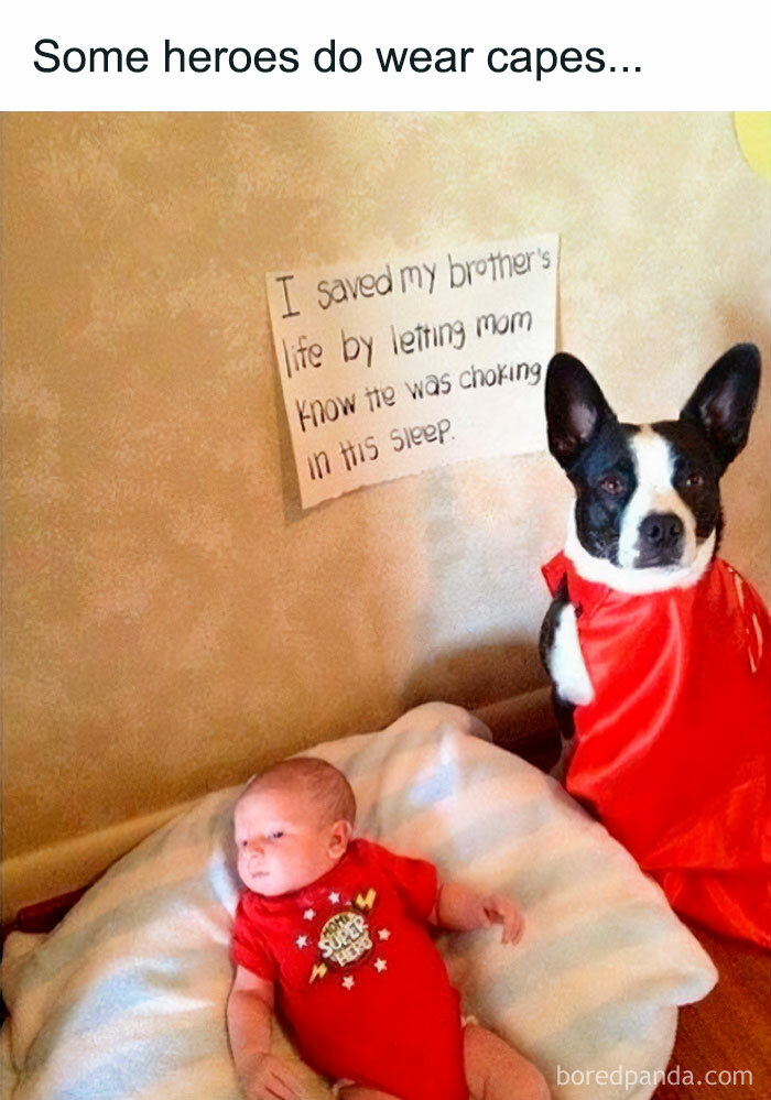 Dog wearing a red cape next to a baby with a sign about saving his brother’s life in a funny and wholesome dog meme.