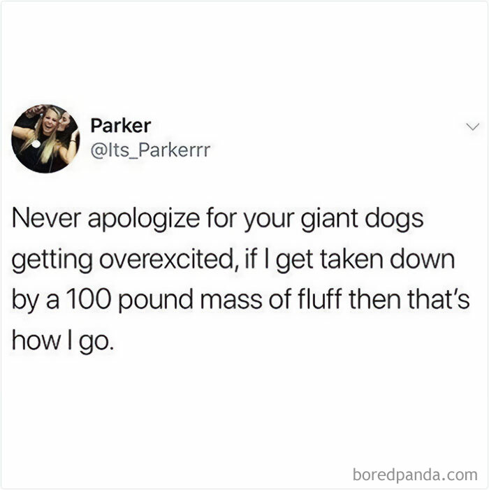 Tweet about never apologizing for giant dogs getting overexcited, highlighting funny and wholesome dog memes.