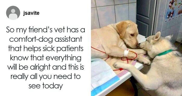50 Funny And Wholesome Dog Memes That Might Melt Your Heart Even If You’re A Cat Person