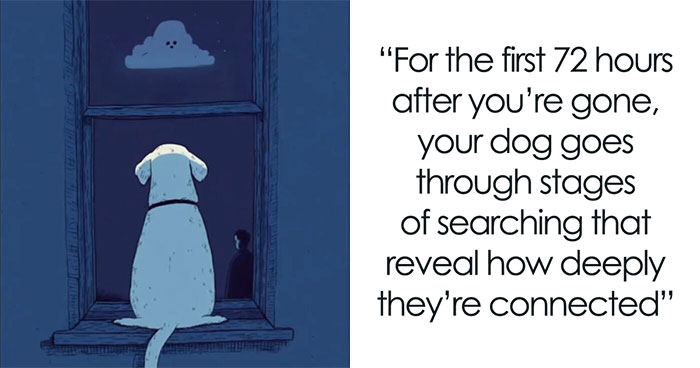 What Dogs Go Through In The 72 Hours After Their Human Passes, As Revealed By A Viral Video