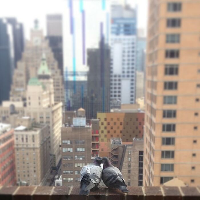 Two pigeons perched on a ledge with a city skyline in the background, a nostalgic Instagram posts celebrities moment.