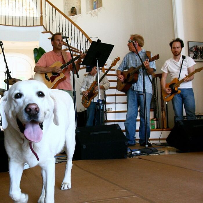 White dog in the foreground with musicians playing guitars in the background in a celebrity Instagram post setting.