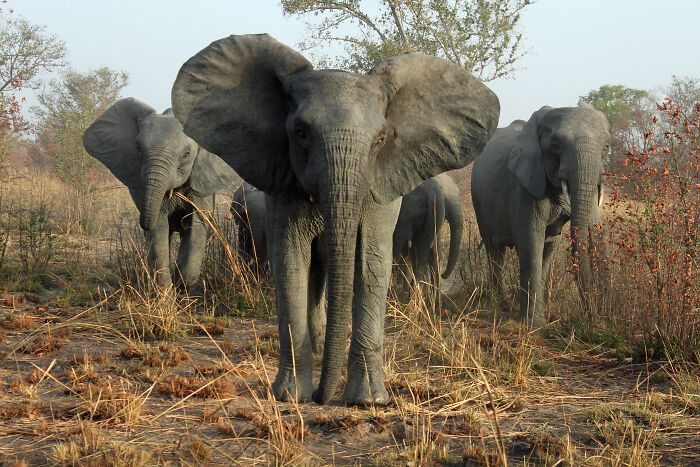 Herd of wild elephants in dry grassland illustrating animals messing with humans in nature throughout history.