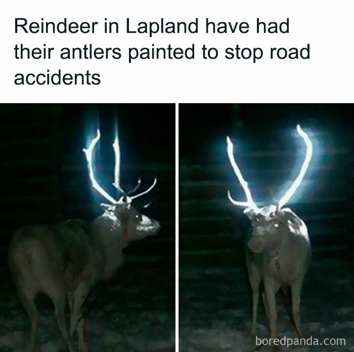 Reindeer in Lapland with antlers painted reflective white to prevent road accidents at night, illustrating unique safety measures.