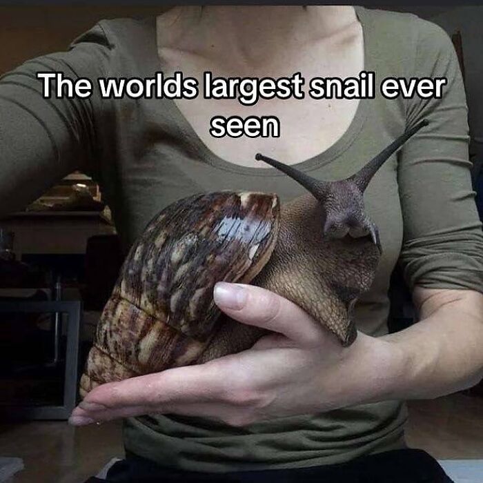 A person in a green shirt holding the world's largest snail, demonstrating that everything can be interesting inside Big Ben.