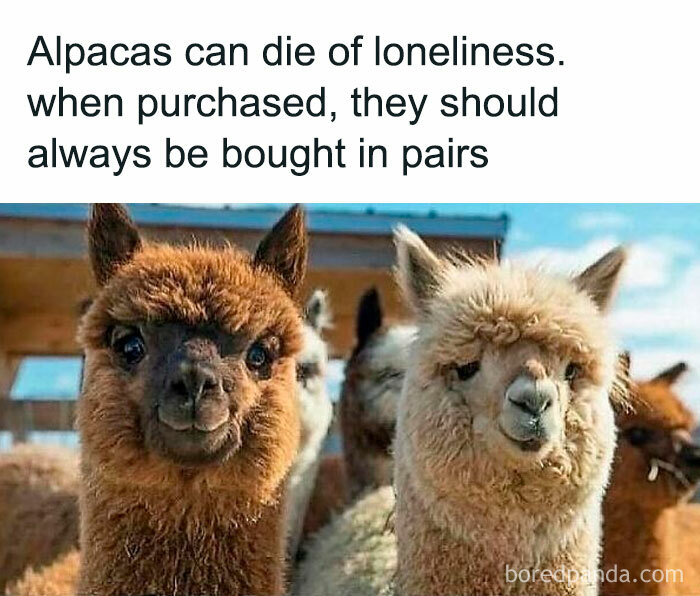 Two alpacas close-up outdoors with text about alpacas and a reference to the inside of Big Ben concept.