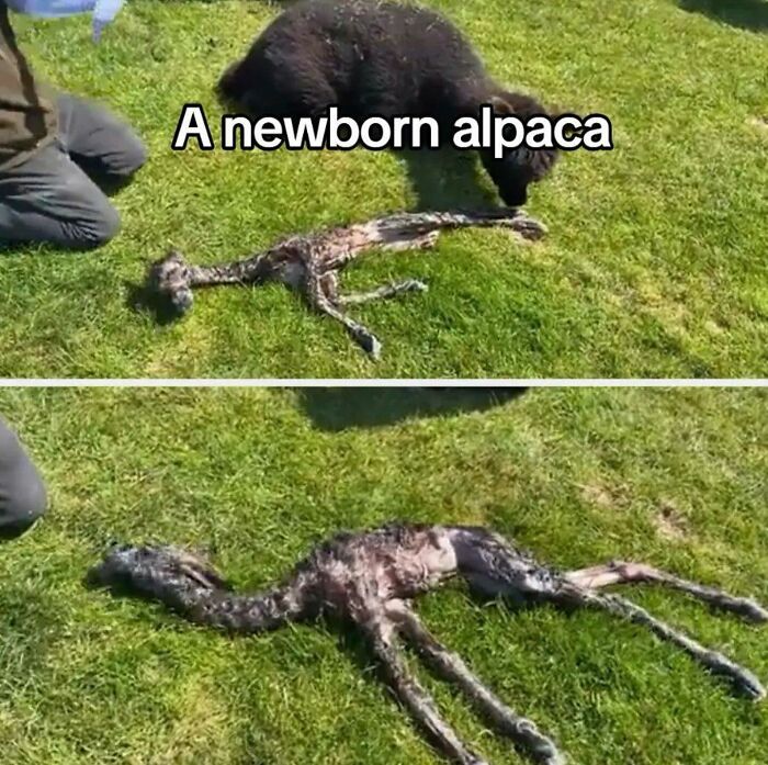 Close-up view inside Big Ben showing intricate mechanical components and clockwork details in natural lighting.