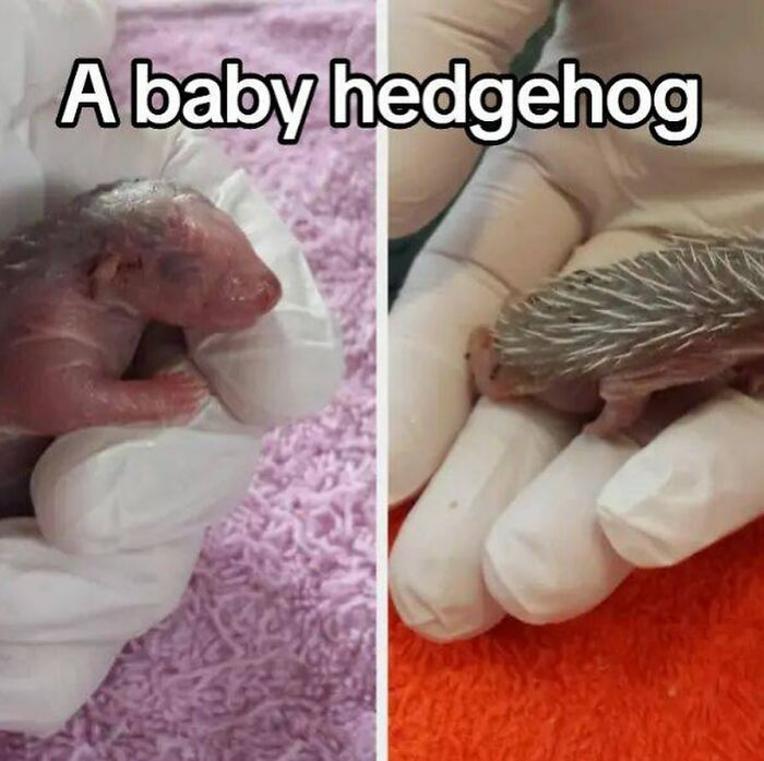 Baby hedgehog held in gloved hands, showing close-up of its skin and developing spines, highlighting interesting natural details.