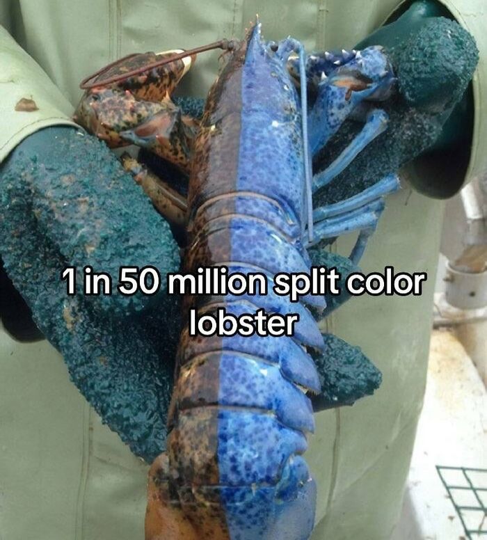 Split color lobster held by gloved hands, highlighting a rare natural phenomenon inside Big Ben context.