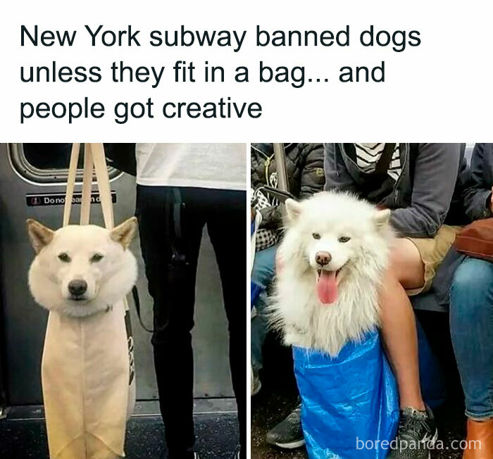Dogs creatively disguised as bags on New York subway, illustrating that the inside of Big Ben inspires unexpected creativity.