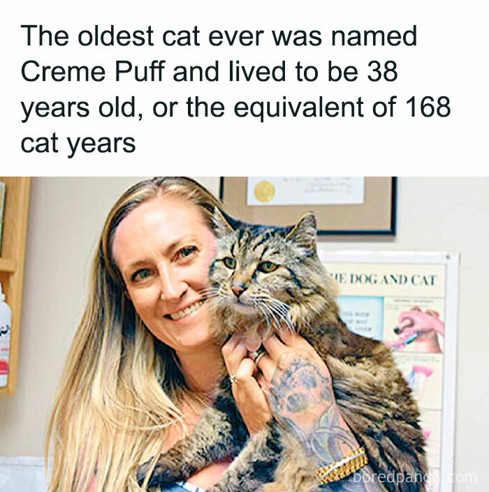A woman holding Creme Puff, the oldest cat ever, highlighting interesting facts from the inside of Big Ben.