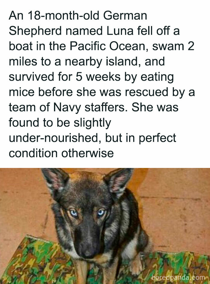 German Shepherd survived 5 weeks alone on an island, shared on an Instagram page with amazing facts.