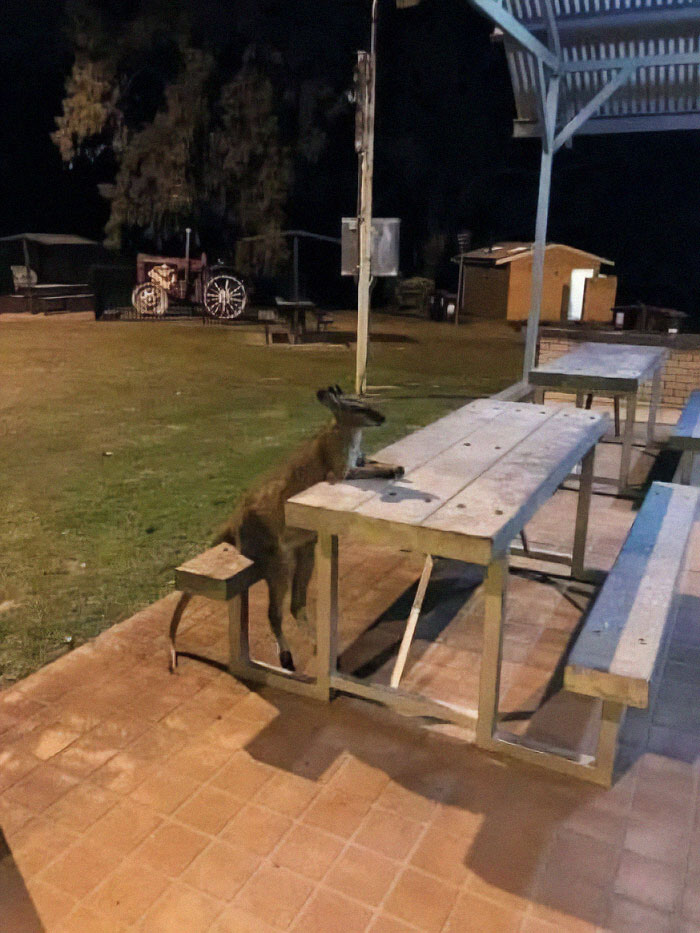 A kangaroo sitting at a picnic table at night, capturing nature’s breathtaking beauty in an outdoor setting.