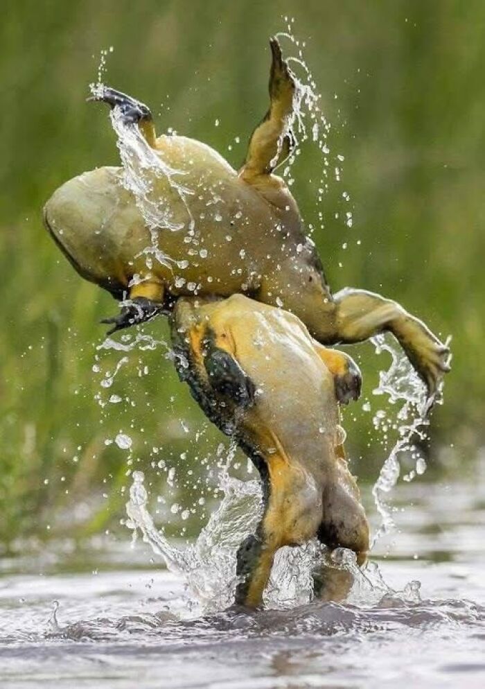 Frog leaping out of water with splashes, capturing nature’s breathtaking beauty in a dynamic moment.