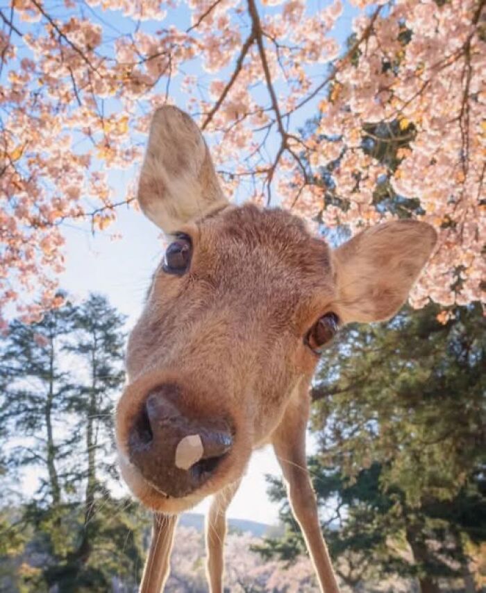 Close-up of a deer under blooming cherry blossoms, capturing nature’s breathtaking beauty in a serene outdoor setting.