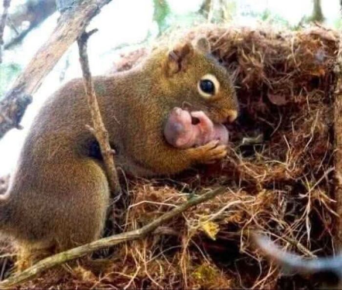 Squirrel caring for newborn babies in a nest showcasing nature’s breathtaking beauty in a forest environment.