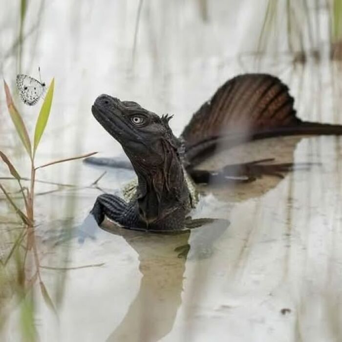 Water dragon lizard in shallow water facing a butterfly on a plant, capturing nature’s breathtaking beauty.