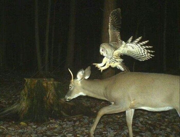 Owl with wings spread about to land on a deer in a nighttime forest, showcasing nature’s breathtaking beauty.