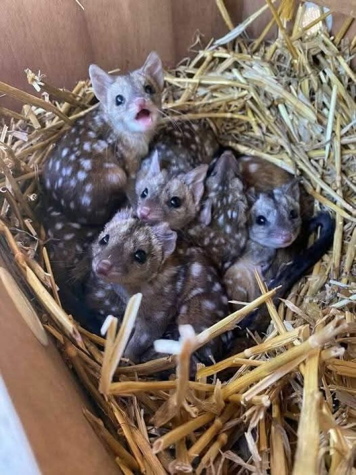 A group of baby spotted quolls nestled together on a bed of straw, capturing nature’s breathtaking beauty.