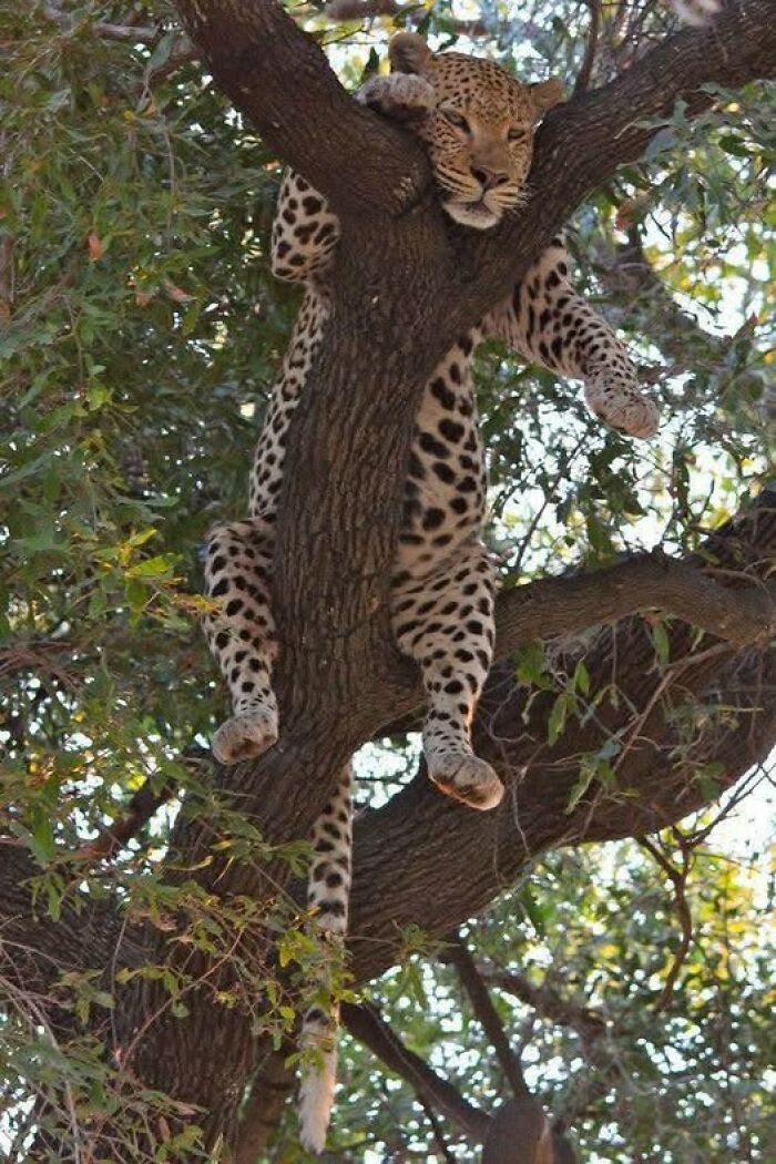 Leopard resting on tree branch amid green foliage, capturing nature’s breathtaking beauty in a peaceful wildlife moment.