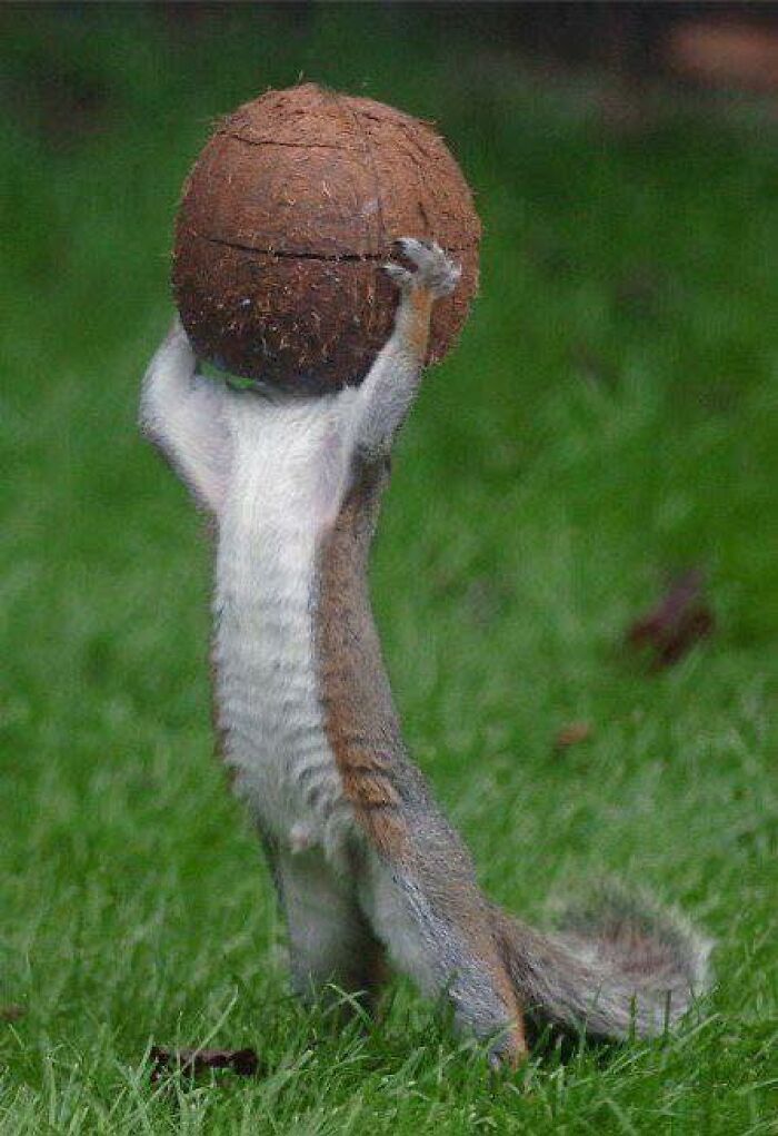 Squirrel in a grassy area holding a large brown coconut, showcasing nature’s breathtaking beauty in wildlife.