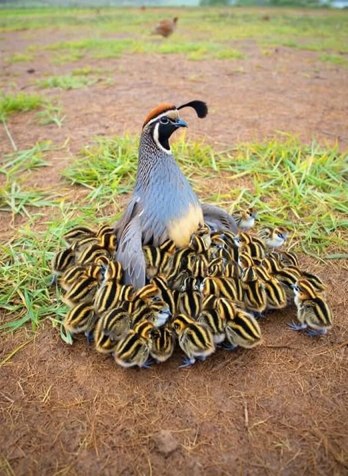 Mother bird surrounded by many chicks on the ground, capturing nature’s breathtaking beauty in a natural setting.