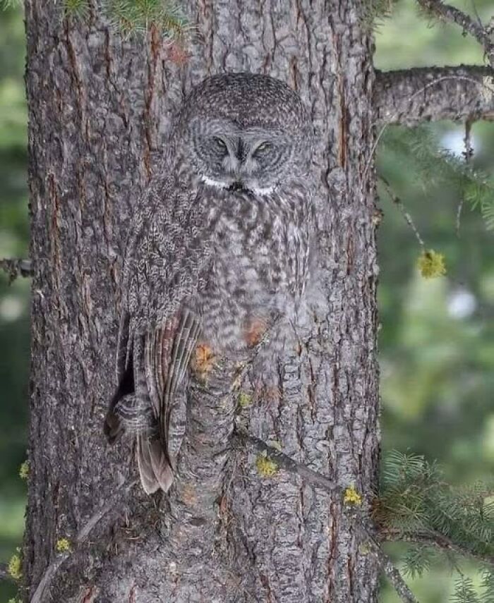 Owl camouflaged against tree bark, showcasing nature’s breathtaking beauty and perfect blending in forest environment.