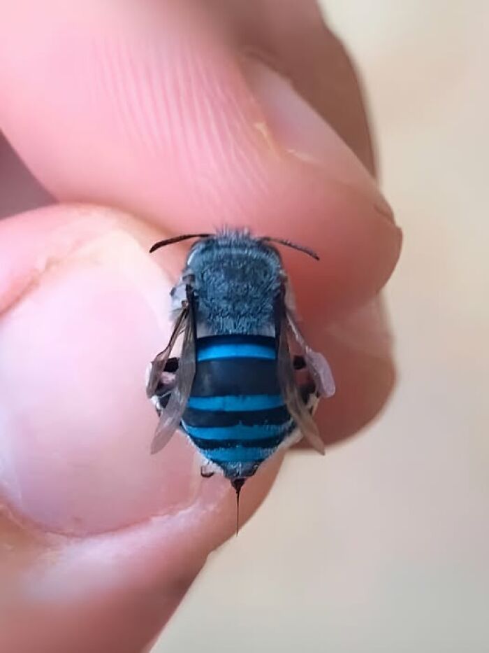 Close-up of a blue-striped bee held gently between fingers, capturing nature’s breathtaking beauty in detail.