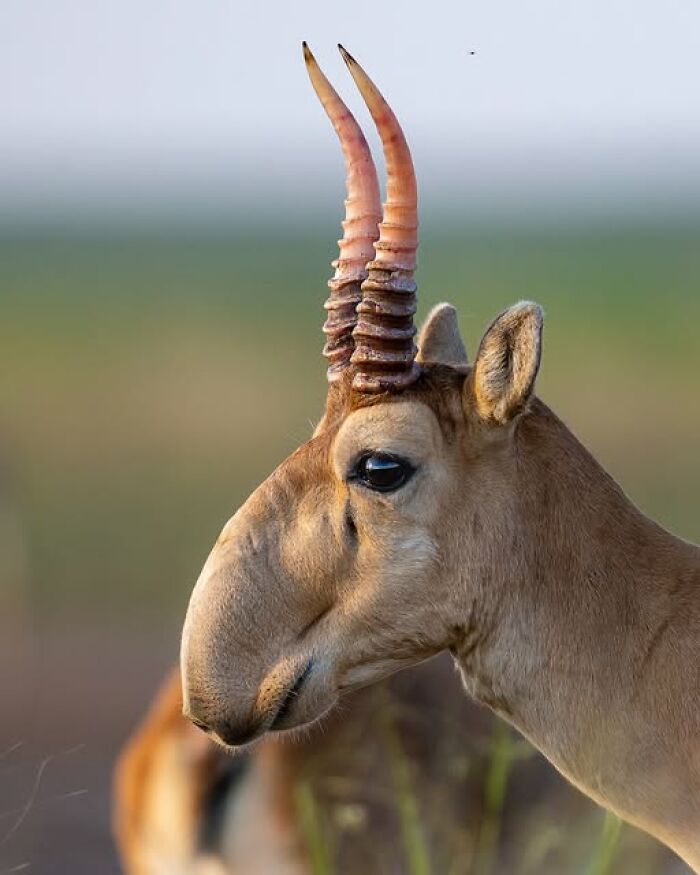 Close-up of a saiga antelope with curved horns, showcasing nature’s breathtaking beauty captured in the wild.