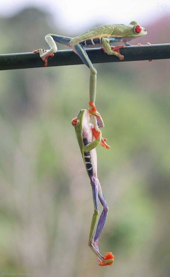 Two colorful frogs hanging on a branch, showcasing nature’s breathtaking beauty in a captivating moment.