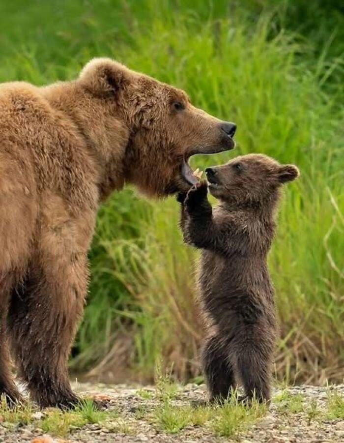 A mother bear and her cub interacting in a lush green setting, capturing nature’s breathtaking beauty.
