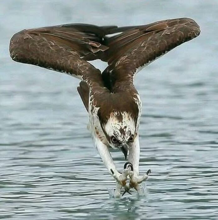 Osprey bird capturing fish from water, showcasing nature’s breathtaking beauty in a stunning wildlife moment.